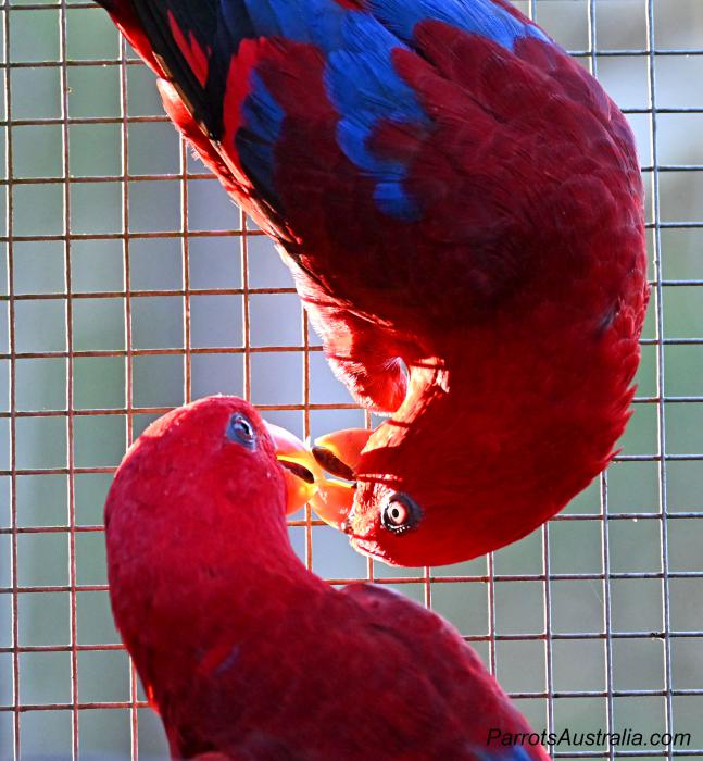 18 month old, unrelated PURE Buru Red Lory pair for sale
