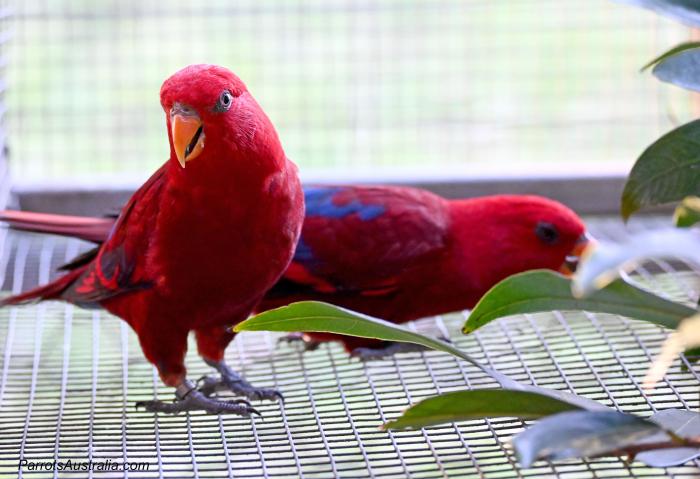 18 month old, unrelated PURE Buru Red Lory pair for sale