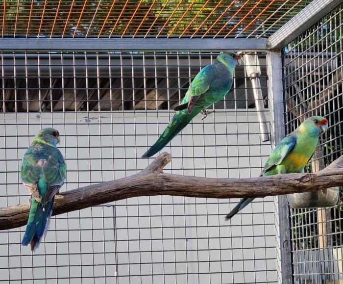 Mallee Ringneck - Young Pair + Hen