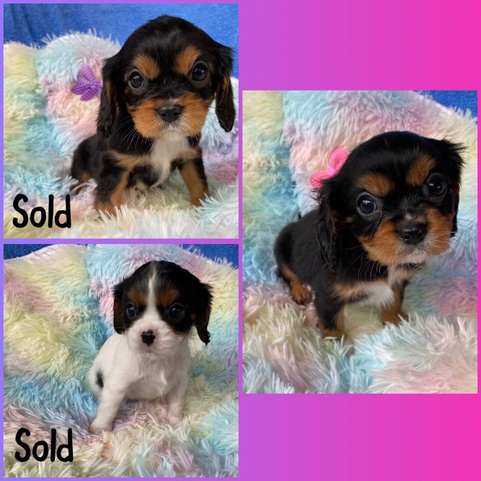 Cavaliers 1 female 3 males Available 
