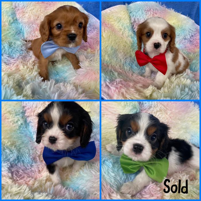 Cavaliers 1 female 3 males Available 