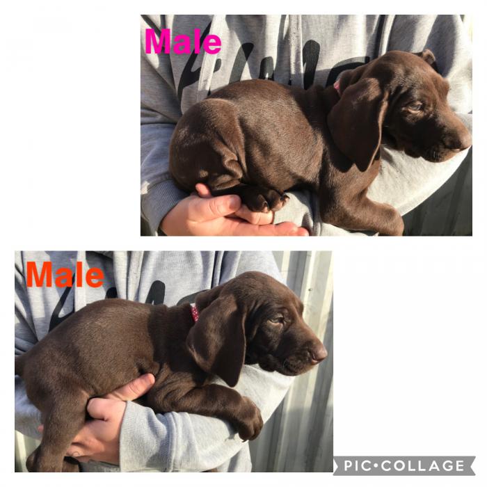 German Shorthaired Pointer Pups