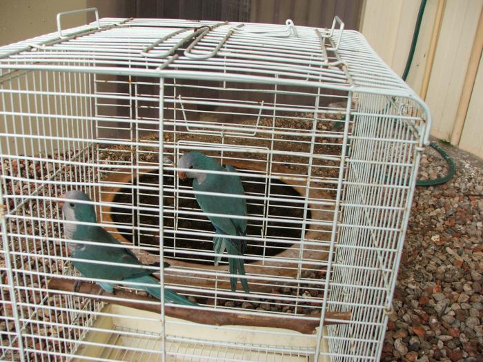 Turquoise green cheek Conure & Quaker Parrots