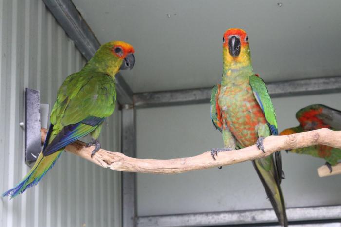 Gold Capped Conures