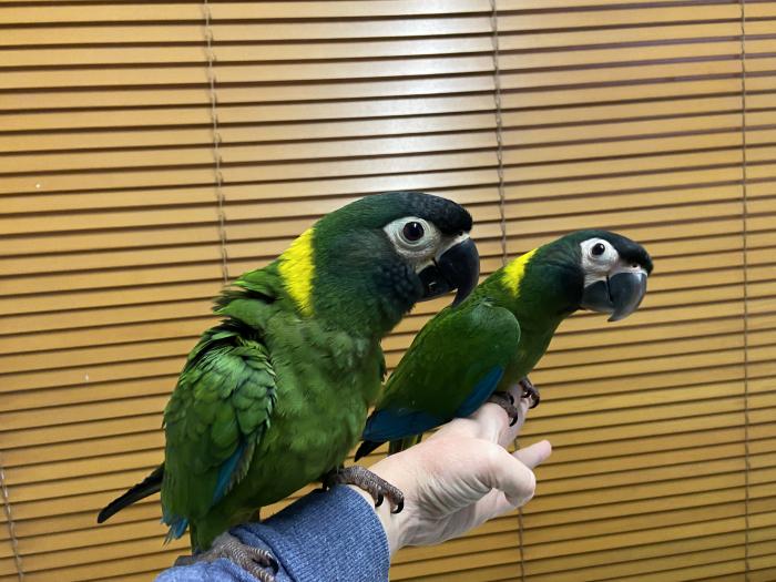 Handraised Yellow Collars Macaws