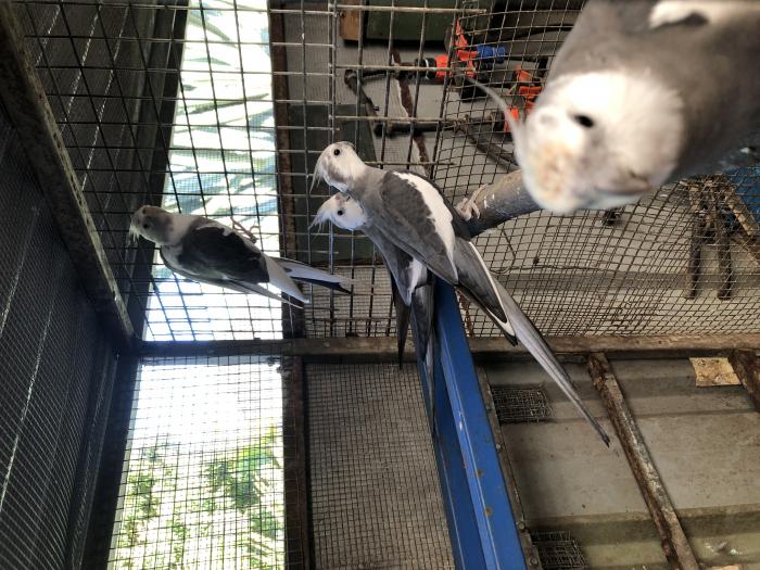 WHITE FACED COCKATIELS ONLY 4 LEFT only $60 each