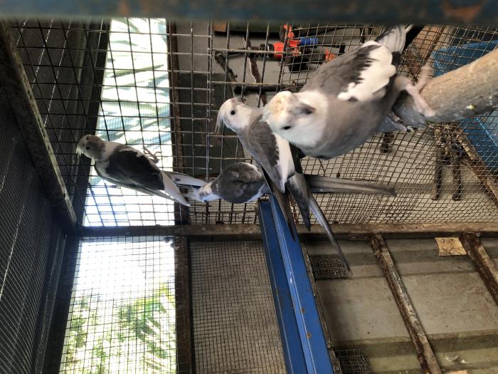 WHITE FACED COCKATIELS ONLY 4 LEFT only $60 each