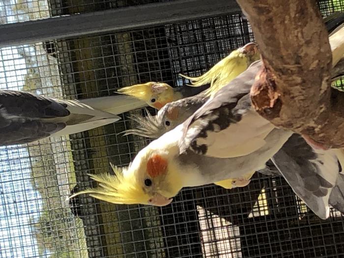 SELL OUT SALE (cockatiels NOW REDUCED $40 EACH