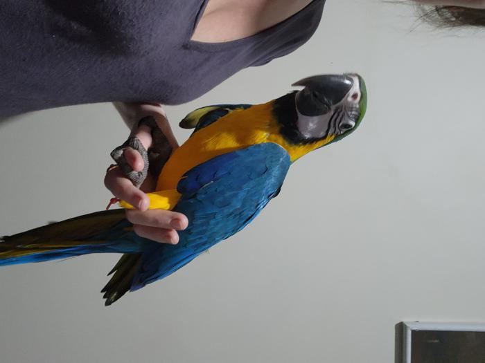 Handraised DNA sexed b&g macaws harness trained $3500