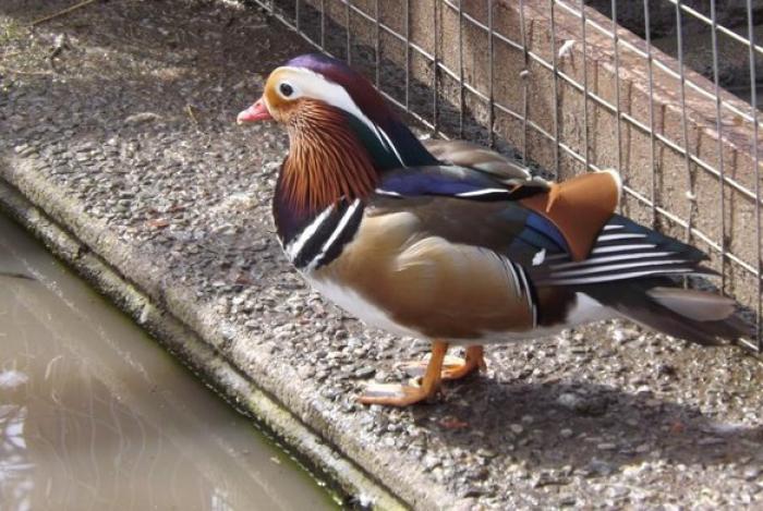 YOUNG ADULT MANDARIN DUCK PAIR LOOKING FOR NEW HOME