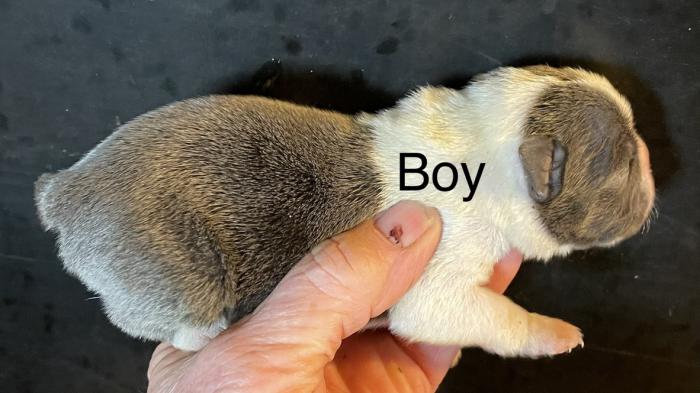 Boston Terrier pups $3,500
