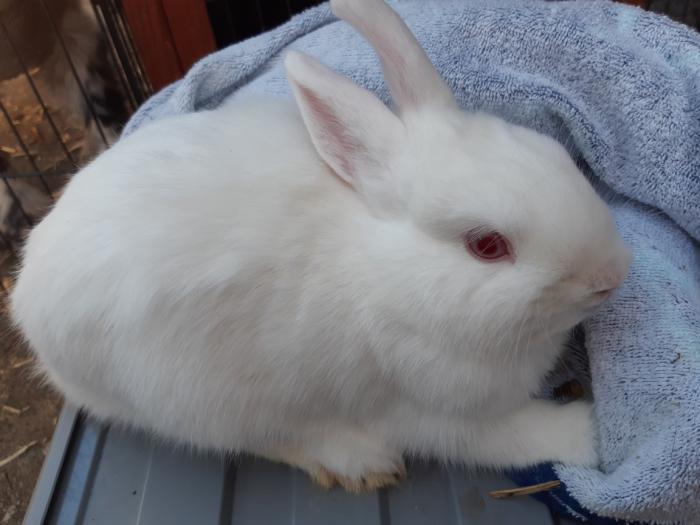 Dwarf Netherland Rabbits For Sale