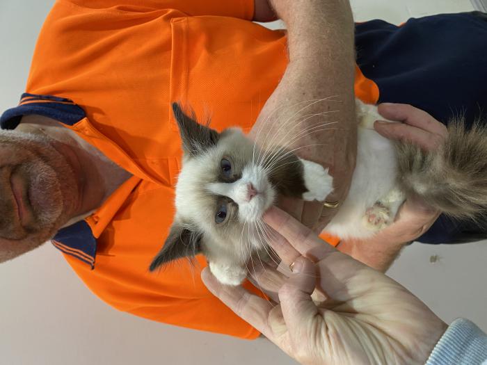 Ragdoll kittens  registered breeder reduced as older