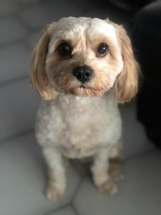4 yr old cavoodle $1500 negotiable 
