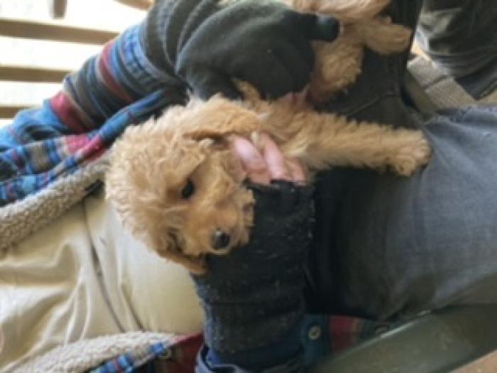 Toy Cavoodle puppies reduced 