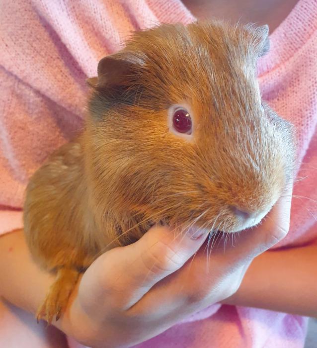Baby Guinea Pigs - Well handled 