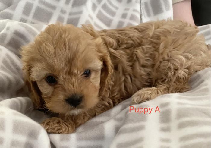 Cavoodle Girls 1st Gen -Ready 25/6 Interstate buyers welcome