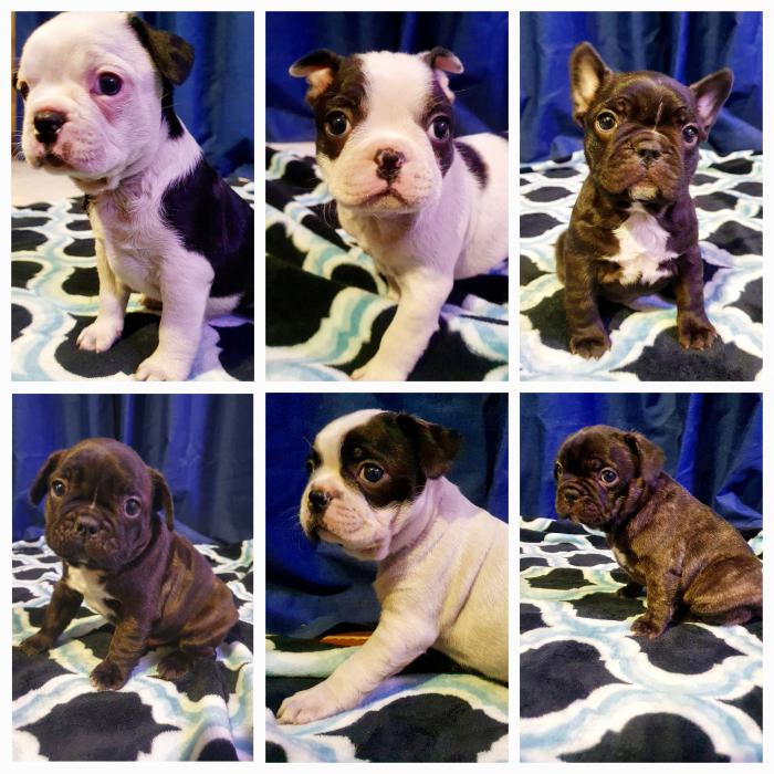 Frenchton puppies (French bulldog x Boston) Price Negotiable