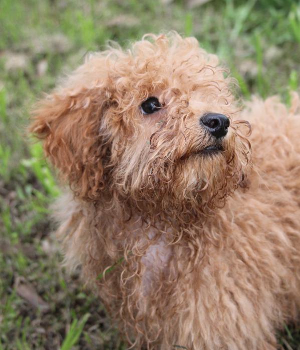 Stunning DNA clear male Purebred Red Mini Poodle pup $3500