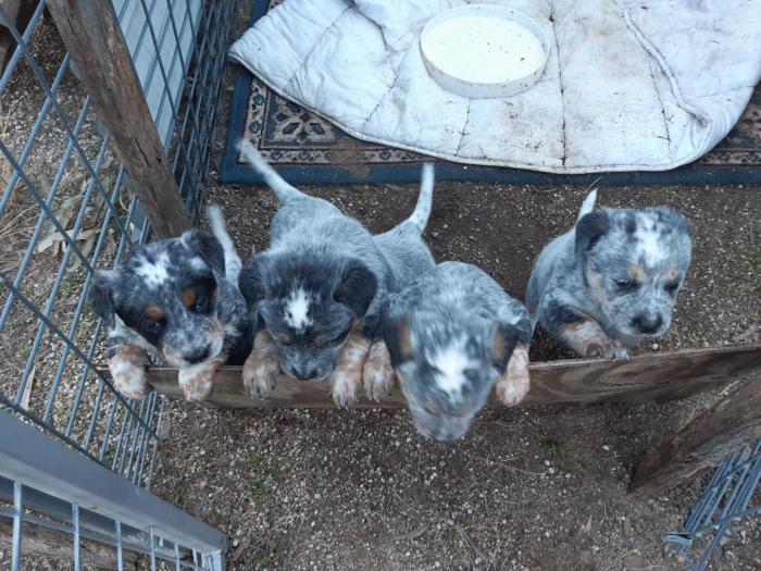 Pure bred blue heeler pups. 