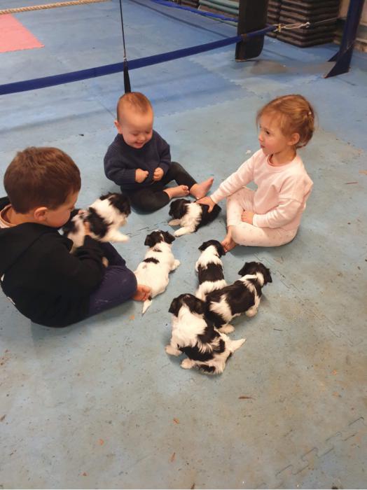 Gorgeous Maltese shih tzu pups ready for new homes now