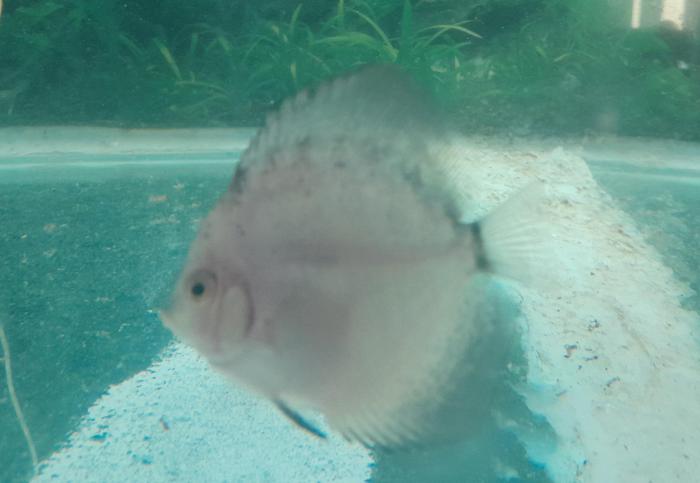 Discus fish for sale