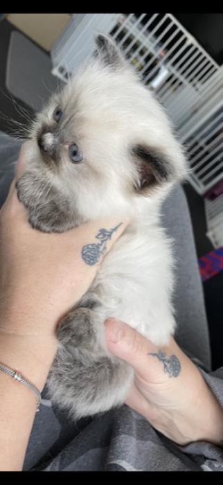 Ragdoll kittens. Only one available 