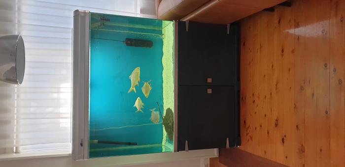 Fish Ray and Tank For Sale 