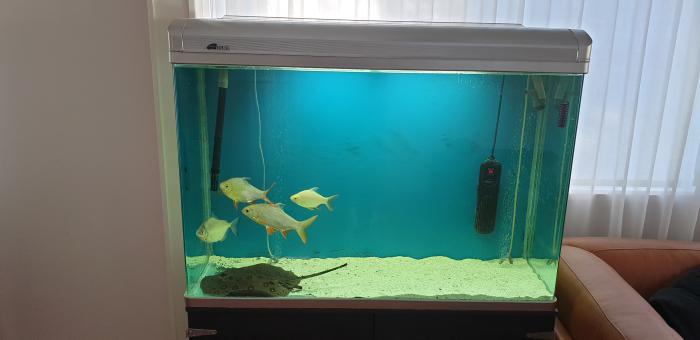 Fish Ray and Tank For Sale 