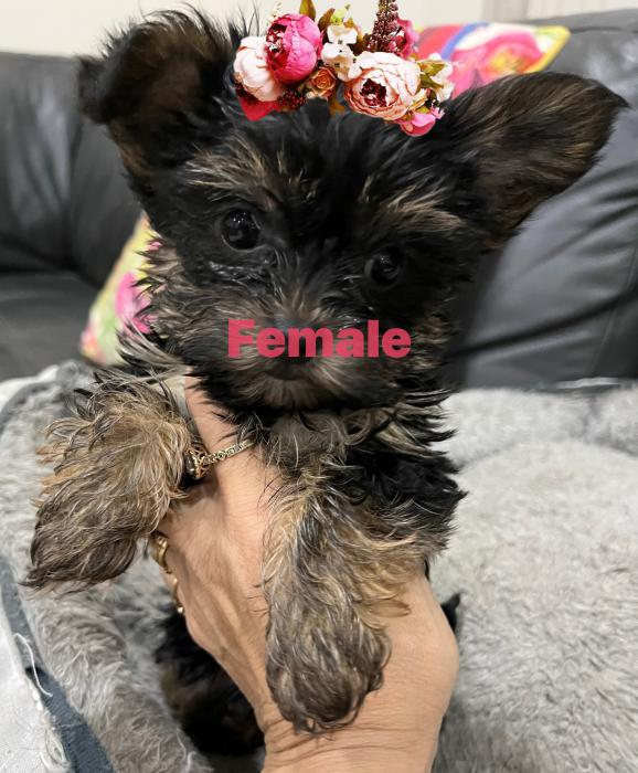 Tiny Yorskhire female puppy $5500