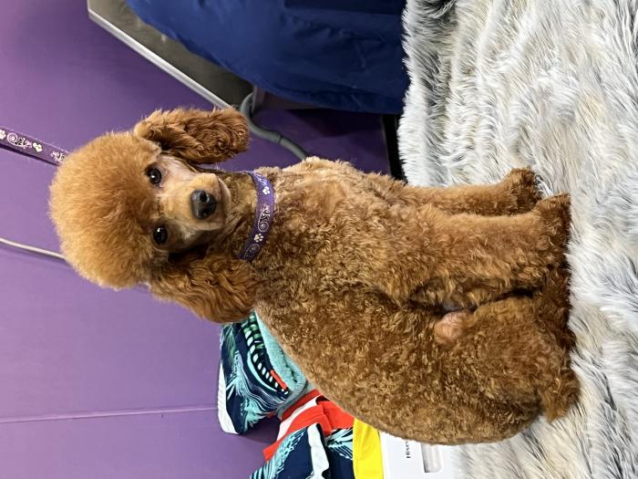 Male Toy poodle 
