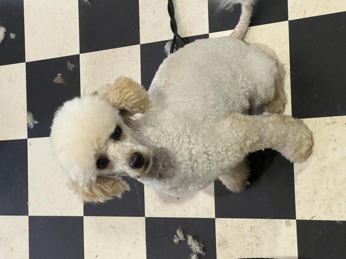 Male Toy poodle 