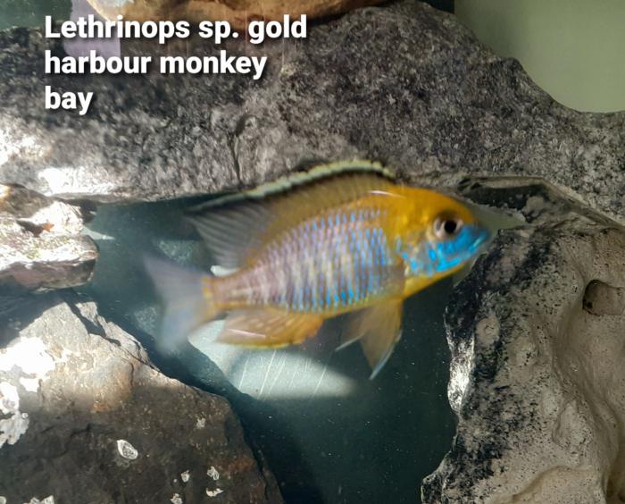 6-8cm Lethrinops gold harbour monkey bay 