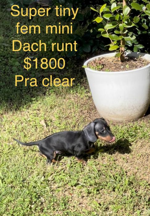 Last mini Dach girl $1800 reduced runt of litter PRA clear 