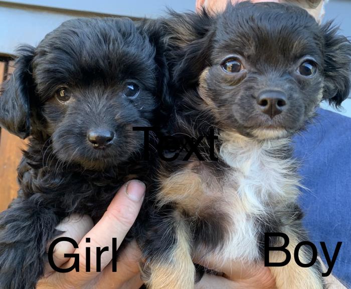 Toy poodle x chihuahua $2800