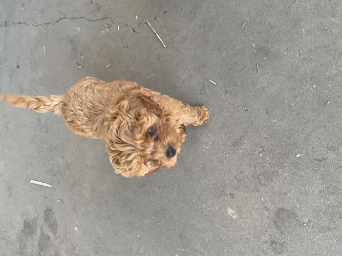 Cavoodle puppies mini/toy