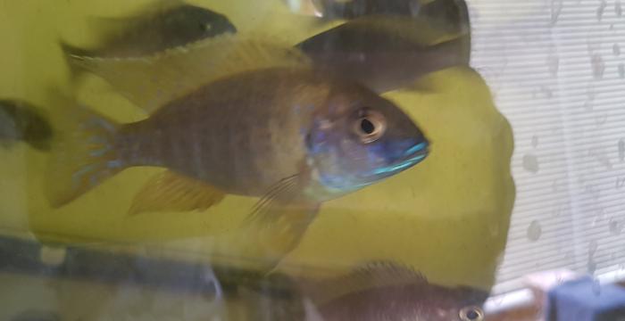 closing down tanks & have various cichlids for sale