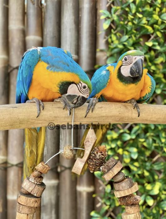 Baby Blue & Gold Macaws   Male and Females available (DNA 