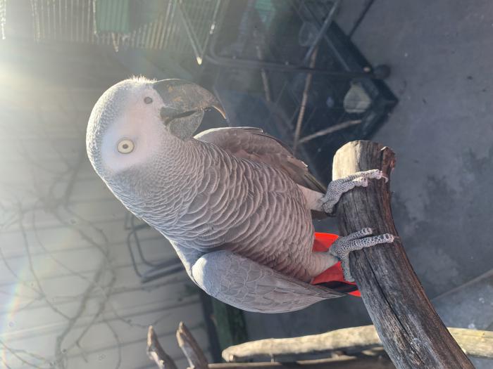 (((Male African gray 5 years old ))) 