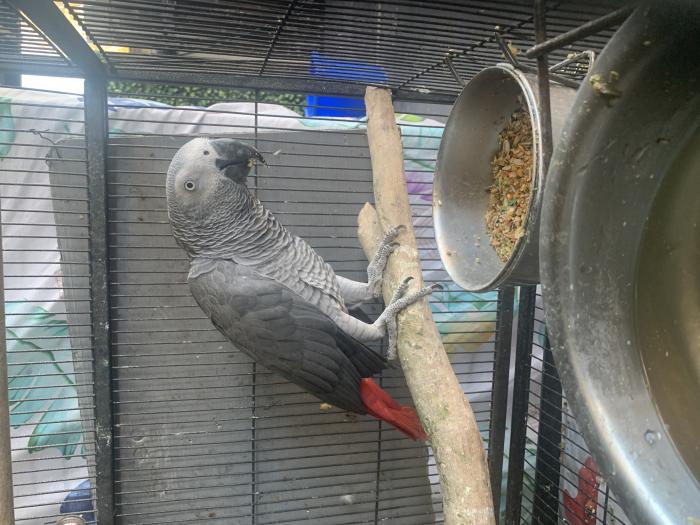 Male African grey over 5  years old big size