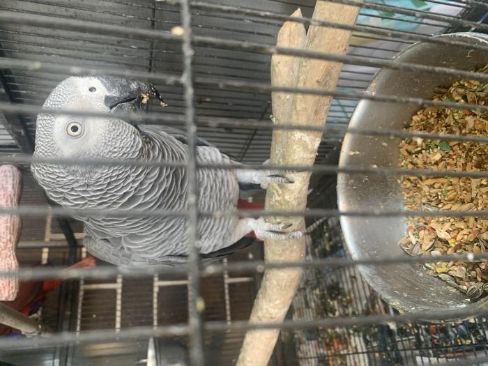 Male African grey over 5  years old big size