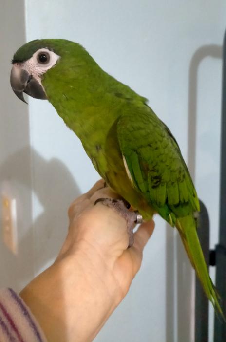 Hans macaw handraised male 