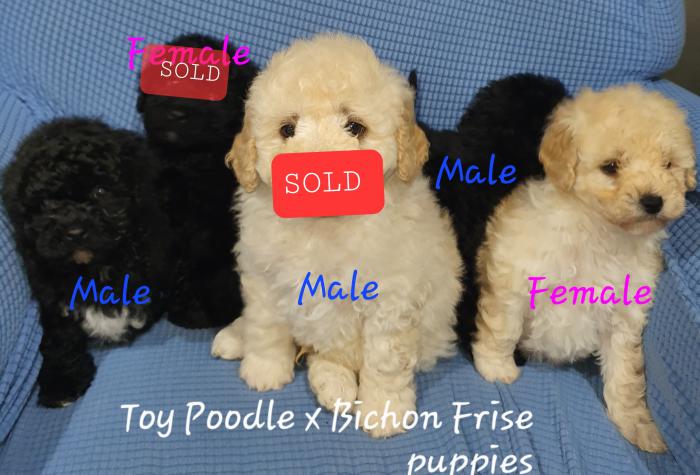 Bichoodle pups ready now 3 left! Bichon frise x Toy Poodle