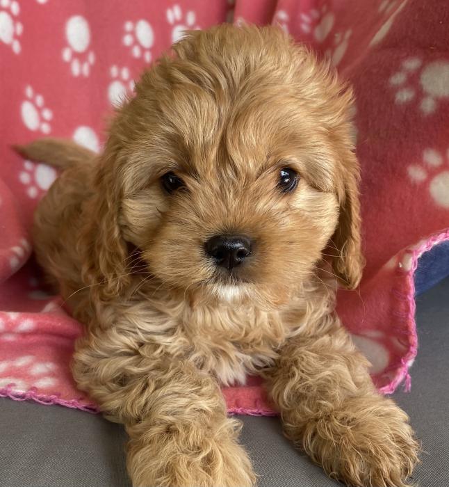 Cavoodle PUPS RED GIRLS $3500