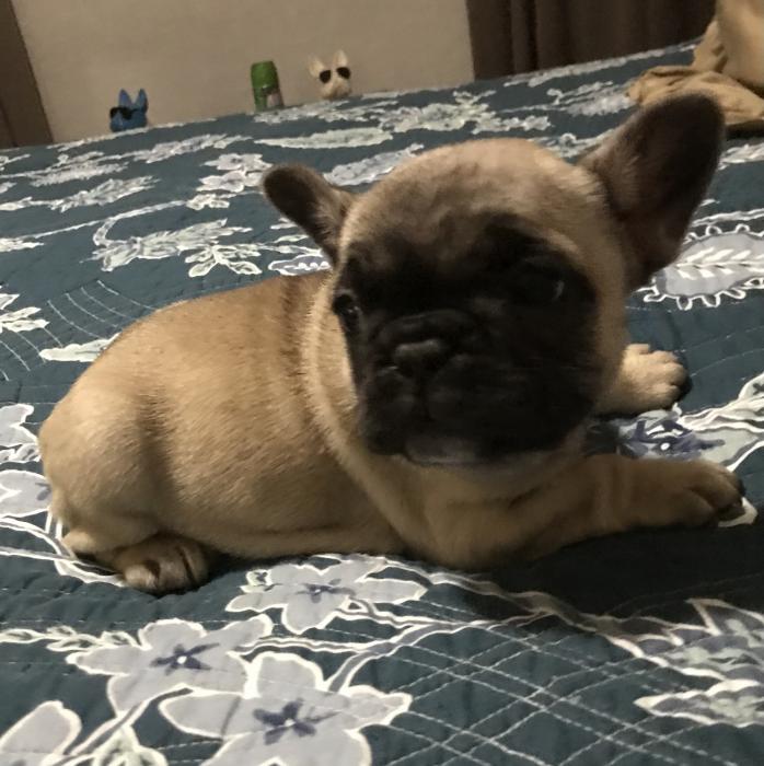 French bulldog puppies, ready now RB100370