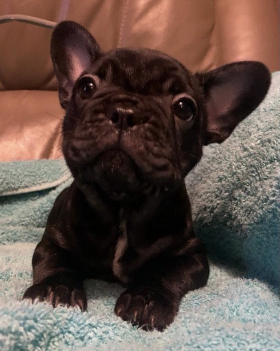 French bulldog puppies, ready now RB100370