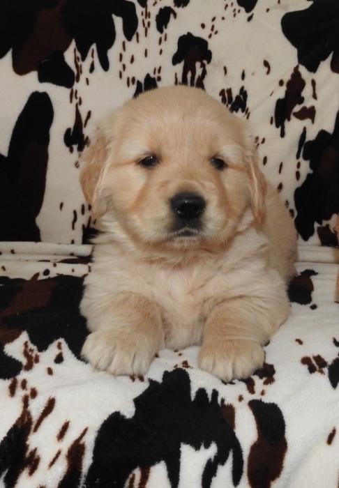 Golden Retrievers $2000 available now.