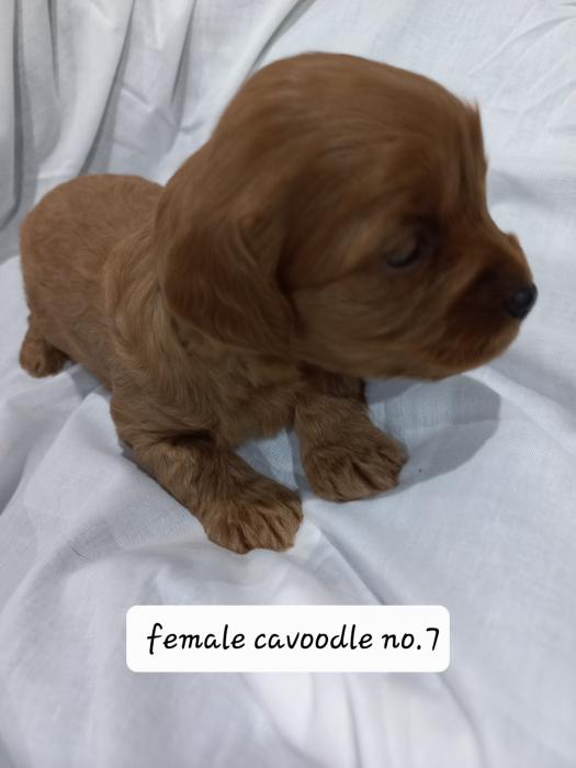 Cavoodles for sale  $2000 8 weeks old on the 21st july
