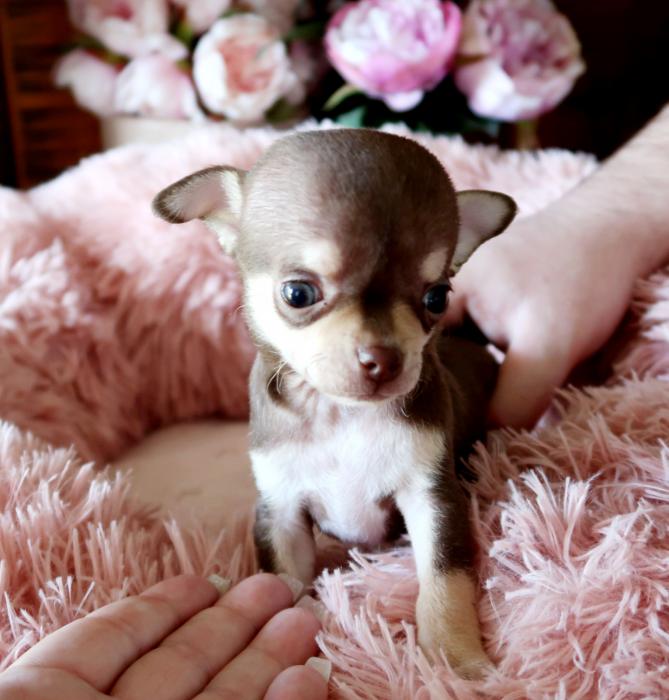 Super Tiny Apple Head Chihuahua Pup