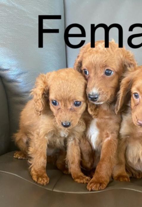 Cavalier cross toy cavoodle puppies male female $1300